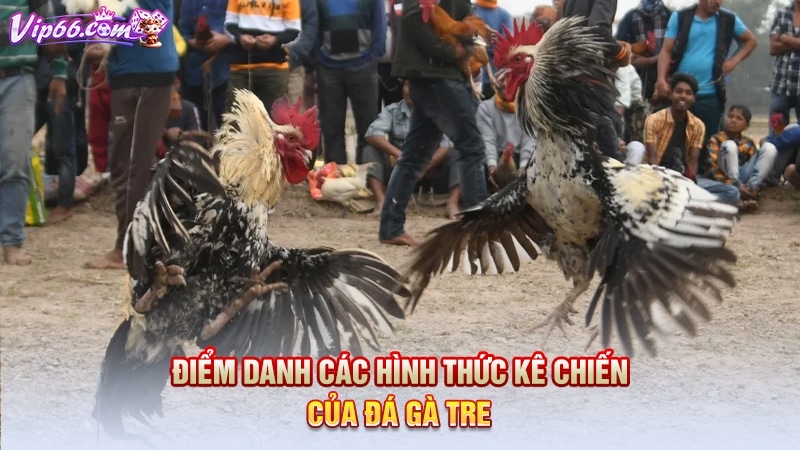 Điểm danh các hình thức kê chiến của đá gà tre